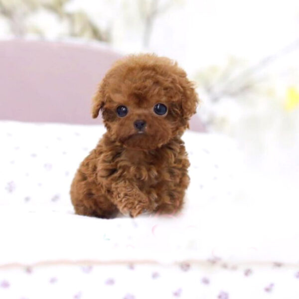 Kasper (Poodle puppy)