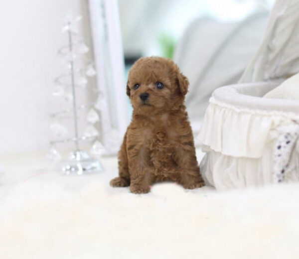 Elvis (Poodle puppy) - Image 2