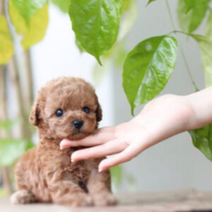 Elvis (Poodle puppy)