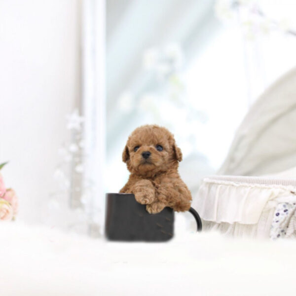 Elvis (Poodle puppy) - Image 5