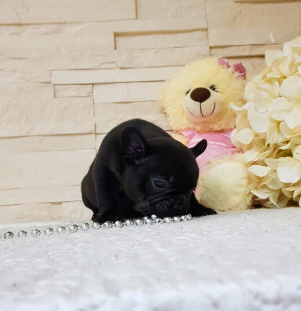Questo - Male Miniature French Bulldog Puppy - Image 5
