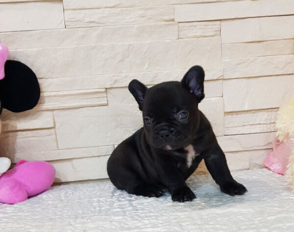 Questo - Male Miniature French Bulldog Puppy - Image 4