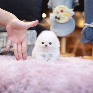 Camilla - Female Teacup Pomeranian Puppy