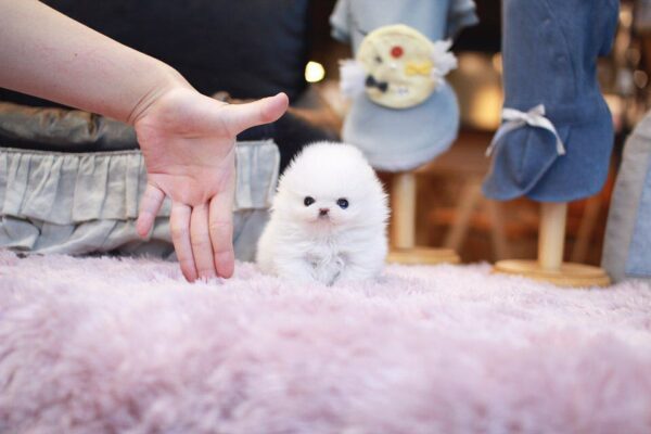 Camilla - Female Teacup Pomeranian Puppy
