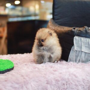 Polo - Male Teacup Pomeranian Puppy