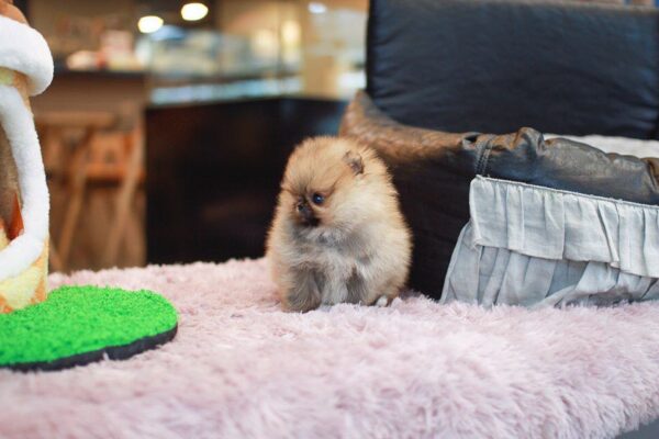 Polo - Male Teacup Pomeranian Puppy