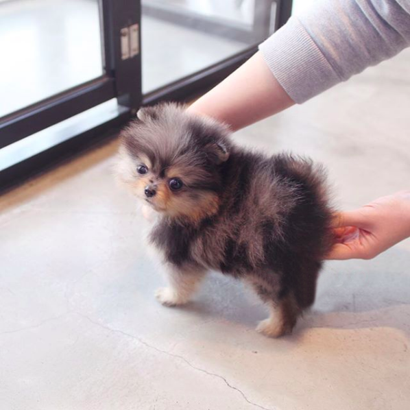 Jeff - Male Teacup Pomeranian Puppy