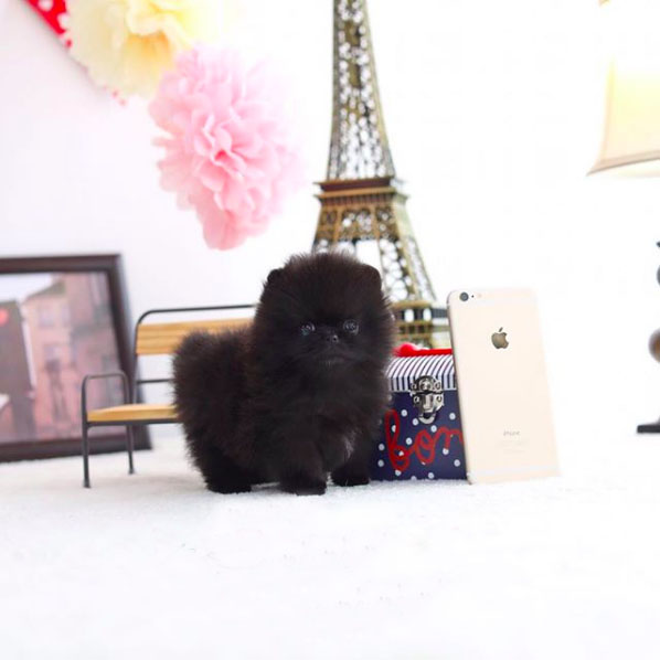 Morel - Female Teacup Pomeranian Puppy