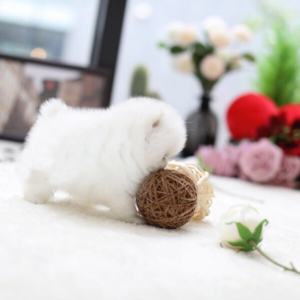 Steve - Male Teacup Pomeranian Puppy - Image 2