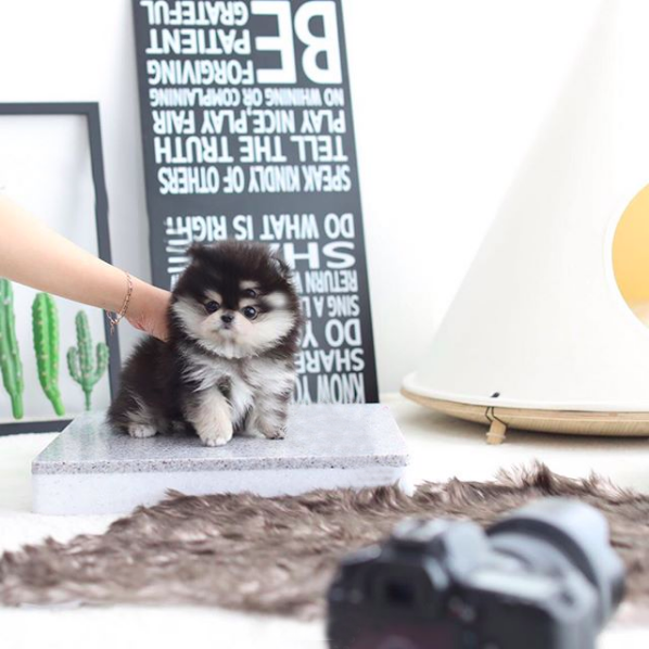 Stacy - Female Teacup Pomeranian Puppy