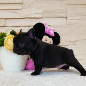 Questo - Male Miniature French Bulldog Puppy