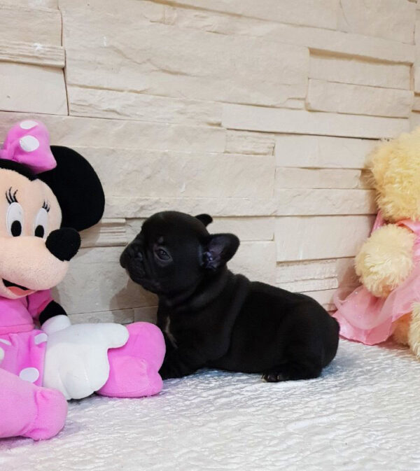 Questo - Male Miniature French Bulldog Puppy - Image 2