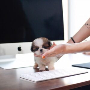 Rocky - Male Teacup Shih Tzu Puppy