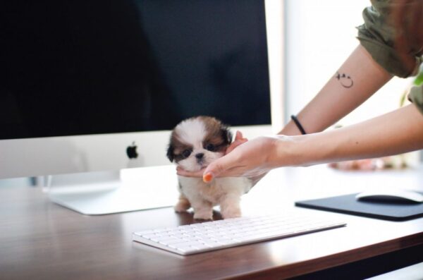 Rocky - Male Teacup Shih Tzu Puppy
