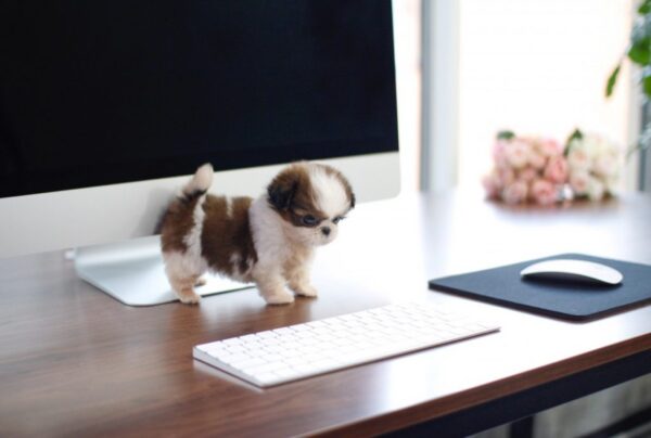 Rocky - Male Teacup Shih Tzu Puppy - Image 3