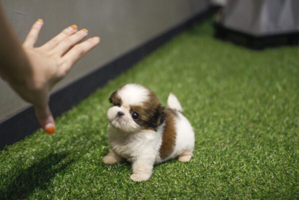 Rocky - Male Teacup Shih Tzu Puppy - Image 4