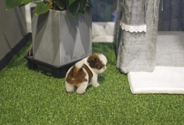 Rocky - Male Teacup Shih Tzu Puppy - Image 5