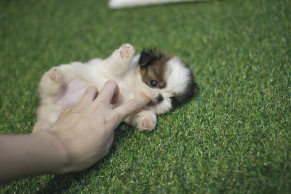 Rocky - Male Teacup Shih Tzu Puppy - Image 6