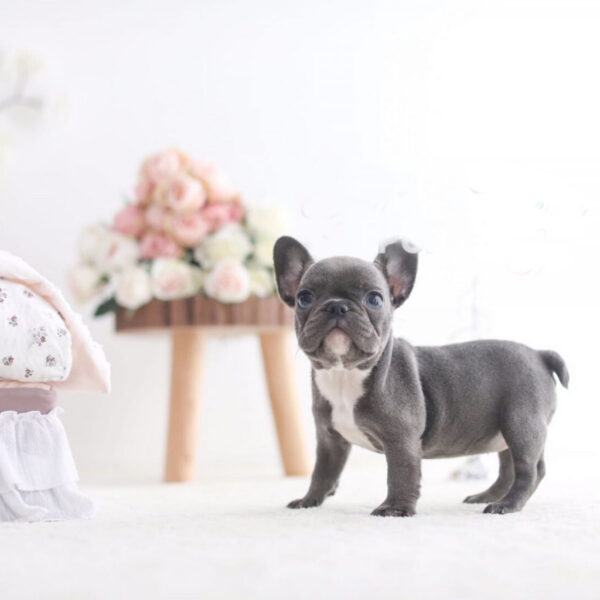 Sally - Female Miniature French Bulldog Puppy - Image 5