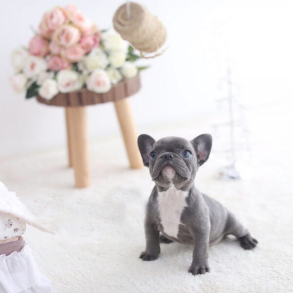 Sally - Female Miniature French Bulldog Puppy - Image 2