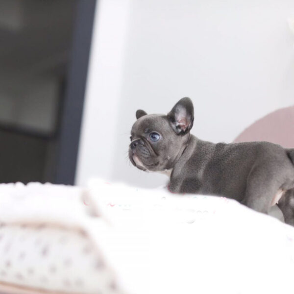 Sally - Female Miniature French Bulldog Puppy - Image 3