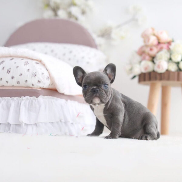Sally - Female Miniature French Bulldog Puppy - Image 4