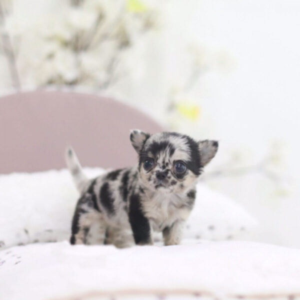 Sandra - Female Teacup Chihuahua Puppy - Image 2