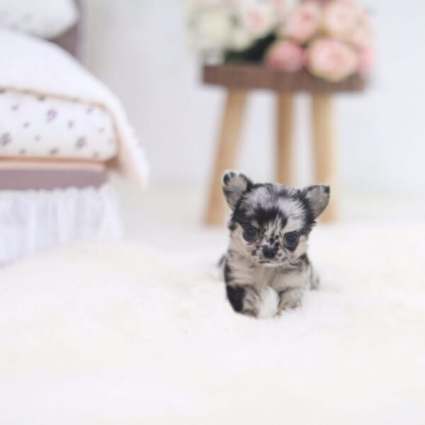 Sandra - Female Teacup Chihuahua Puppy - Image 3