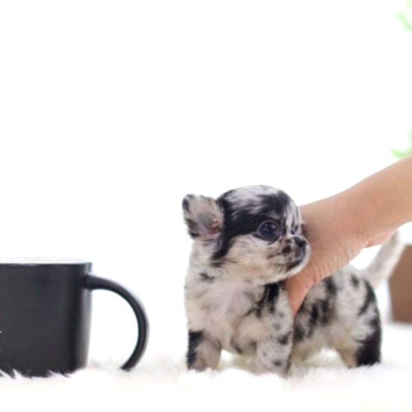 Sandra - Female Teacup Chihuahua Puppy