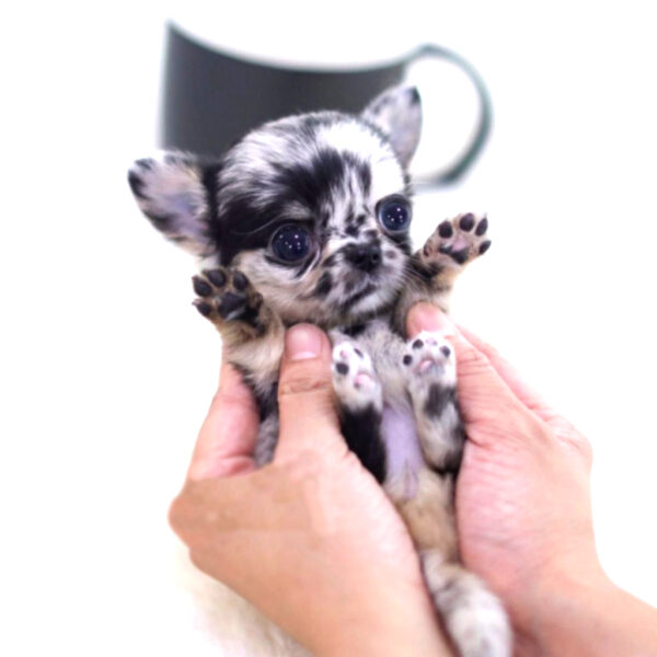 Sandra - Female Teacup Chihuahua Puppy - Image 4