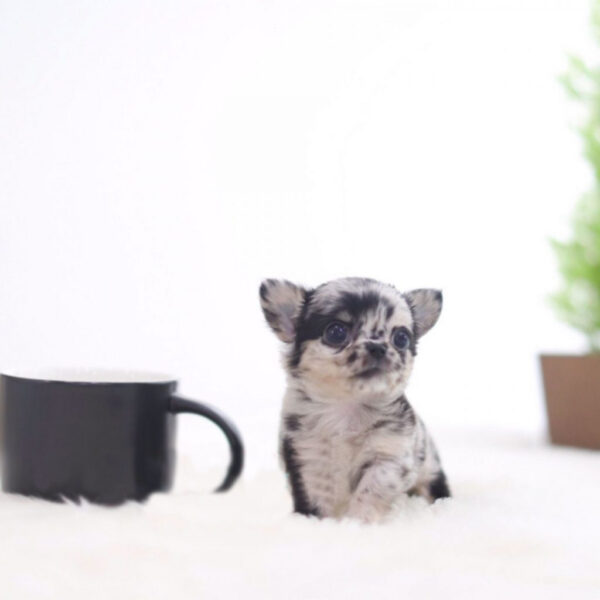 Sandra - Female Teacup Chihuahua Puppy - Image 6