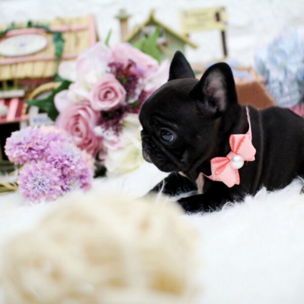 Sara - Female Miniature French Bulldog Puppy - Image 2