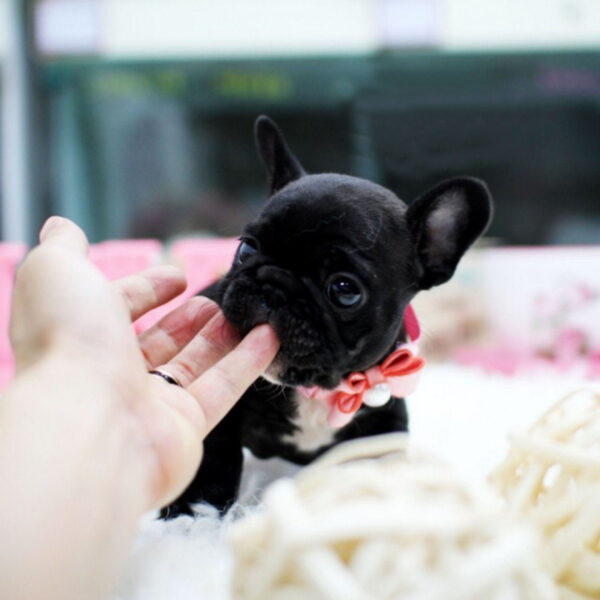 Sara - Female Miniature French Bulldog Puppy