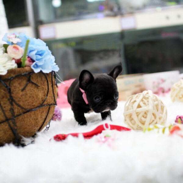 Sara - Female Miniature French Bulldog Puppy - Image 4