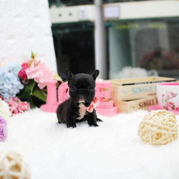 Sara - Female Miniature French Bulldog Puppy - Image 5