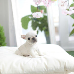 Solanna - Female Miniature French Bulldog Puppy