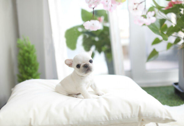 Solanna - Female Miniature French Bulldog Puppy