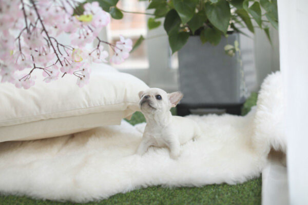 Solanna - Female Miniature French Bulldog Puppy - Image 3
