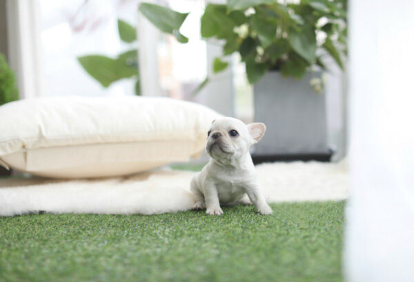 Solanna - Female Miniature French Bulldog Puppy - Image 4