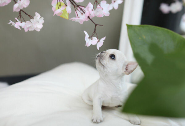 Solanna - Female Miniature French Bulldog Puppy - Image 5