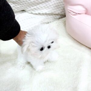 Sonia - Female Teacup Shih Tzu Puppy