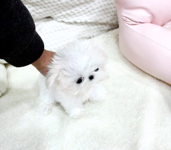 Sonia - Female Teacup Shih Tzu Puppy