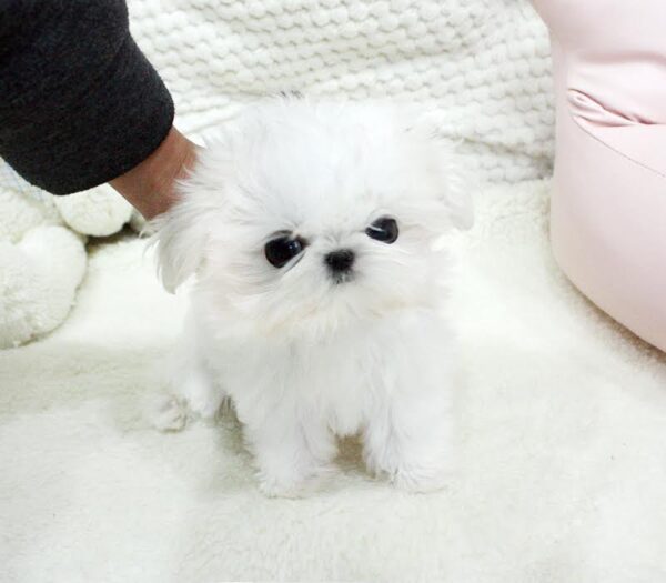 Sonia - Female Teacup Shih Tzu Puppy - Image 4