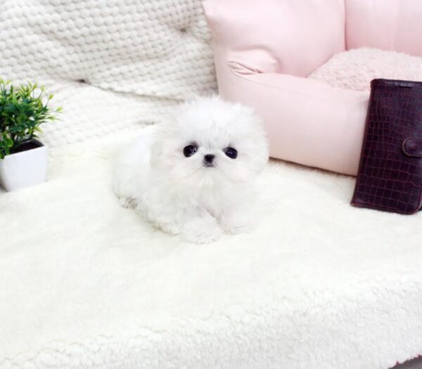 Sonia - Female Teacup Shih Tzu Puppy - Image 6