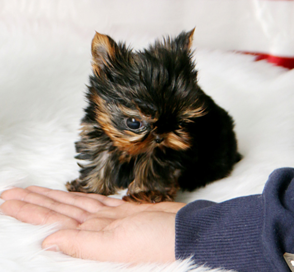 Speedy - Male Teacup Yorkshire Puppy - Image 2