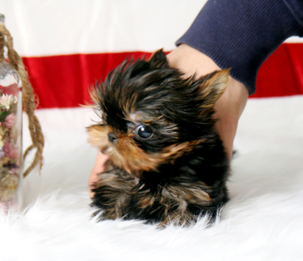 Speedy - Male Teacup Yorkshire Puppy - Image 3