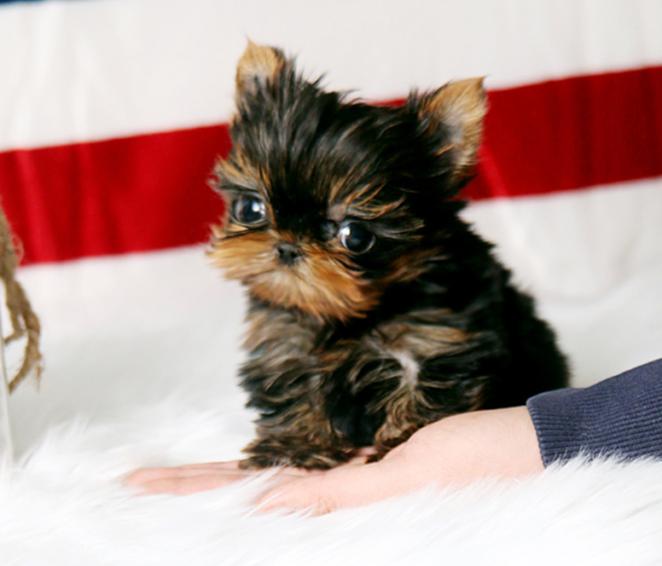 Speedy - Male Teacup Yorkshire Puppy - Image 4