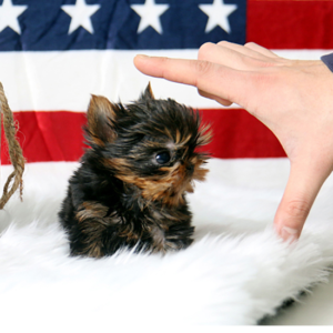 Speedy - Male Teacup Yorkshire Puppy