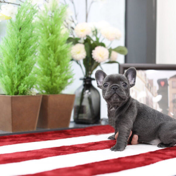 Stella - Female Miniature French Bulldog Puppy - Image 2