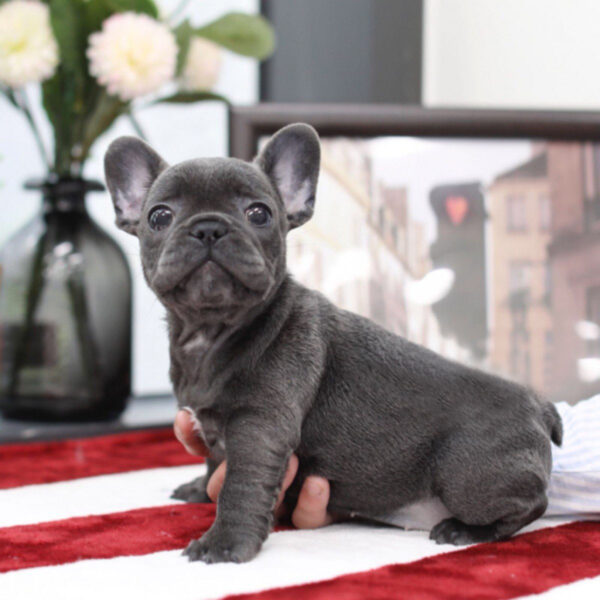 Stella - Female Miniature French Bulldog Puppy - Image 3